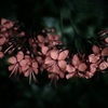 温室内の花