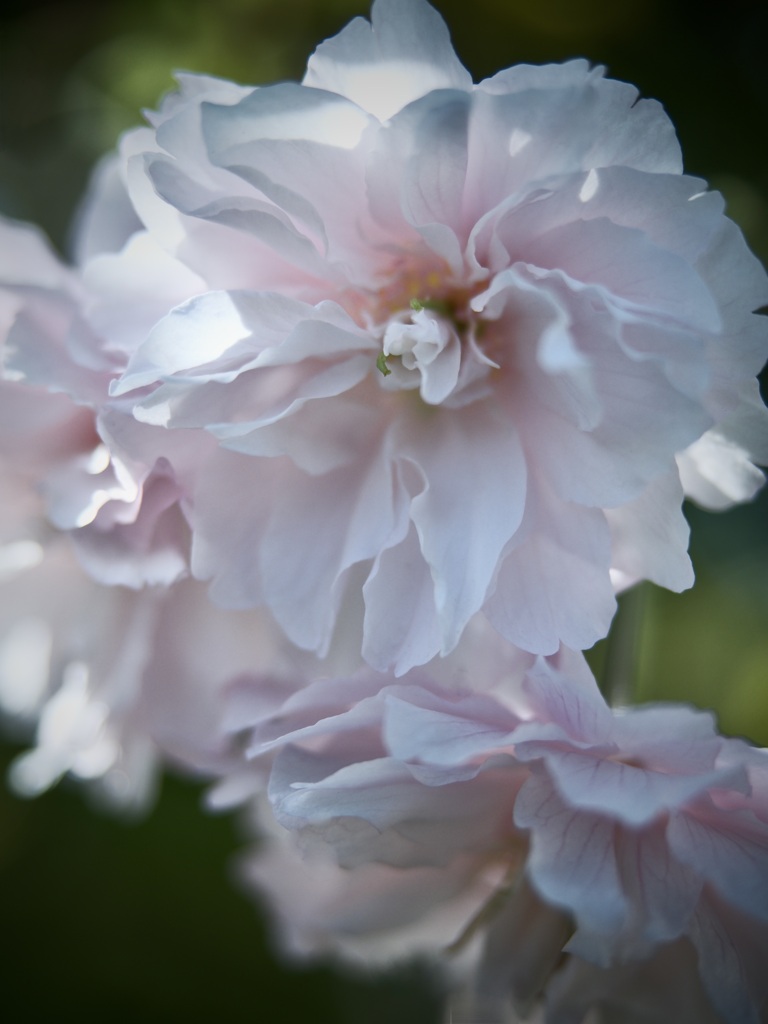 サクラ（鎌足桜）