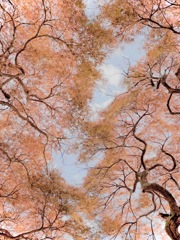 春の紅葉タムケヤマ（手向山）