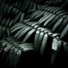 温室内の植物