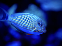アクアリウムの生き物