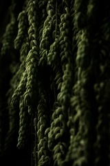 静寂のクラスター