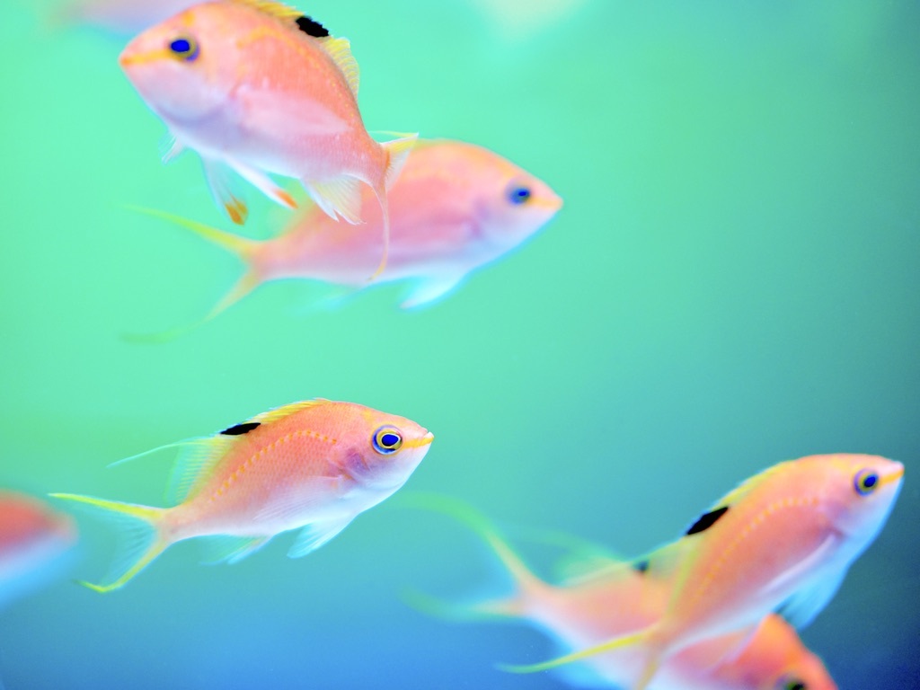 アクアリウムの生き物
