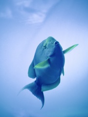 アクアリウムの生き物
