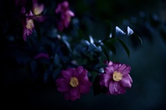 静寂のささやき