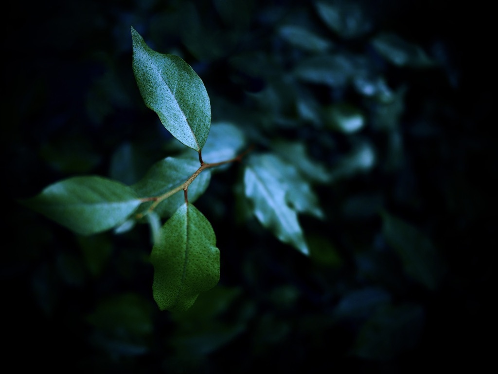 温室内の植物