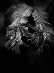 温室内の植物