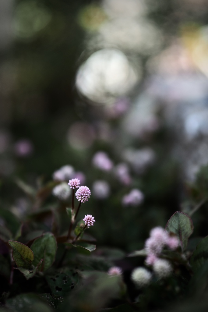 花  9