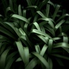 終えた役割