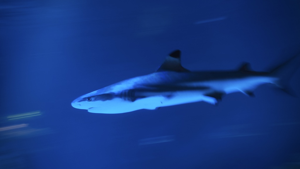 サメ・ツマグロ
