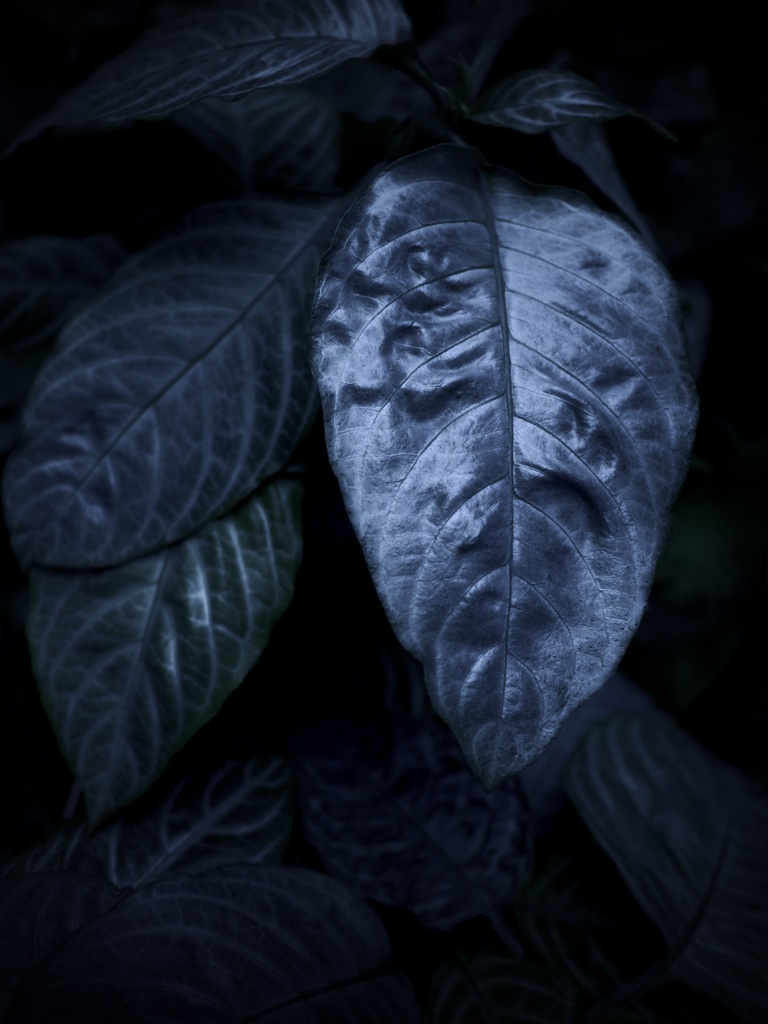 温室内の植物