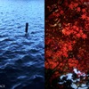 水面／紅葉（組み写真＋ソフトフィルター）
