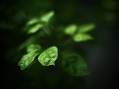 温室内の植物