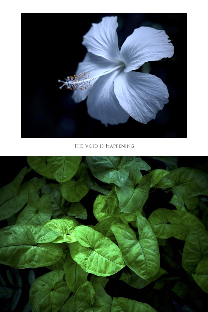 ハイビスカス／温室内の植物（組み写真）