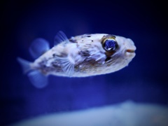 ハリセンボン