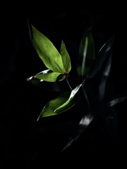 葉