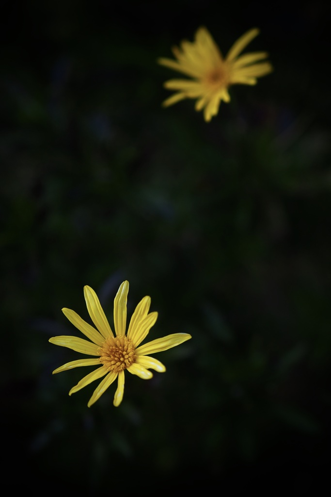 黄色い花
