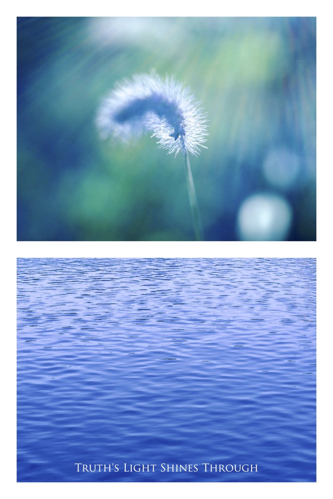 エノコログサ／池の水面（組み写真）