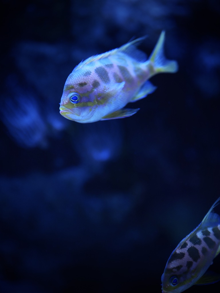 アクアリウムの生き物
