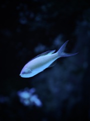 アクアリウムの生き物