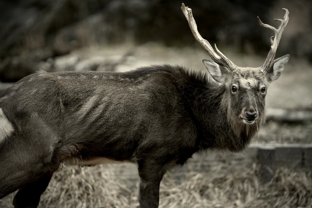 目が見ているのか角が見ているのか