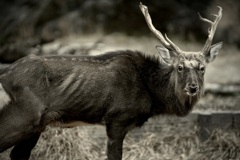 目が見ているのか角が見ているのか