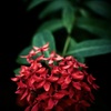 温室内の花