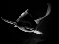 サメ・トラフザメ