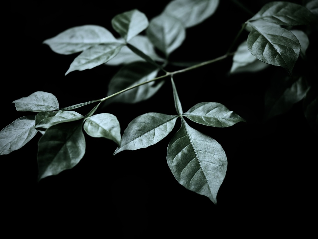温室内の植物
