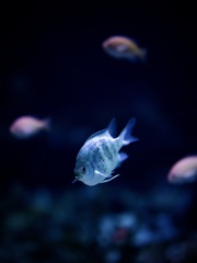 アクアリウムの生き物
