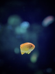 アクアリウムの生き物