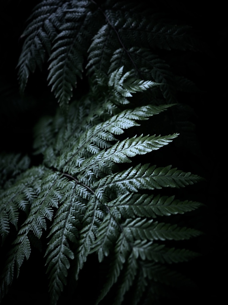 温室内の植物