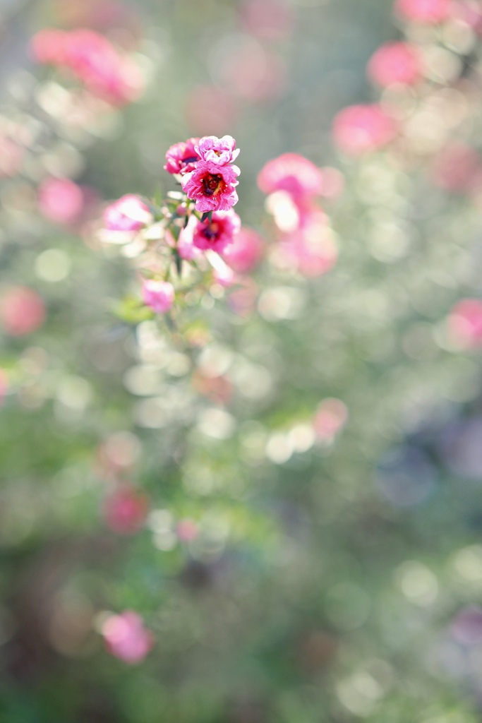 冬の日差しと小さな花