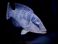 メガネモチノウオ