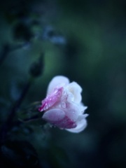 雨の日の花（ソフトフィルター）