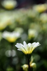 陽射しを浴びる白い花