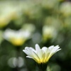 陽射しを浴びる白い花