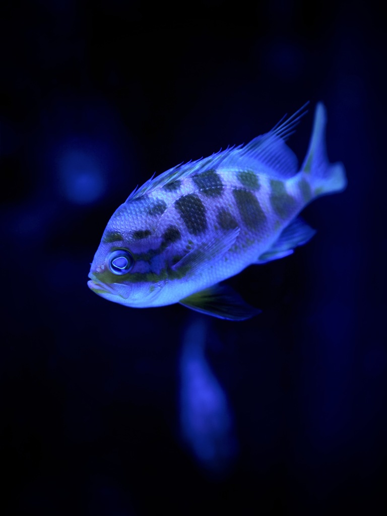 アクアリウムの生き物