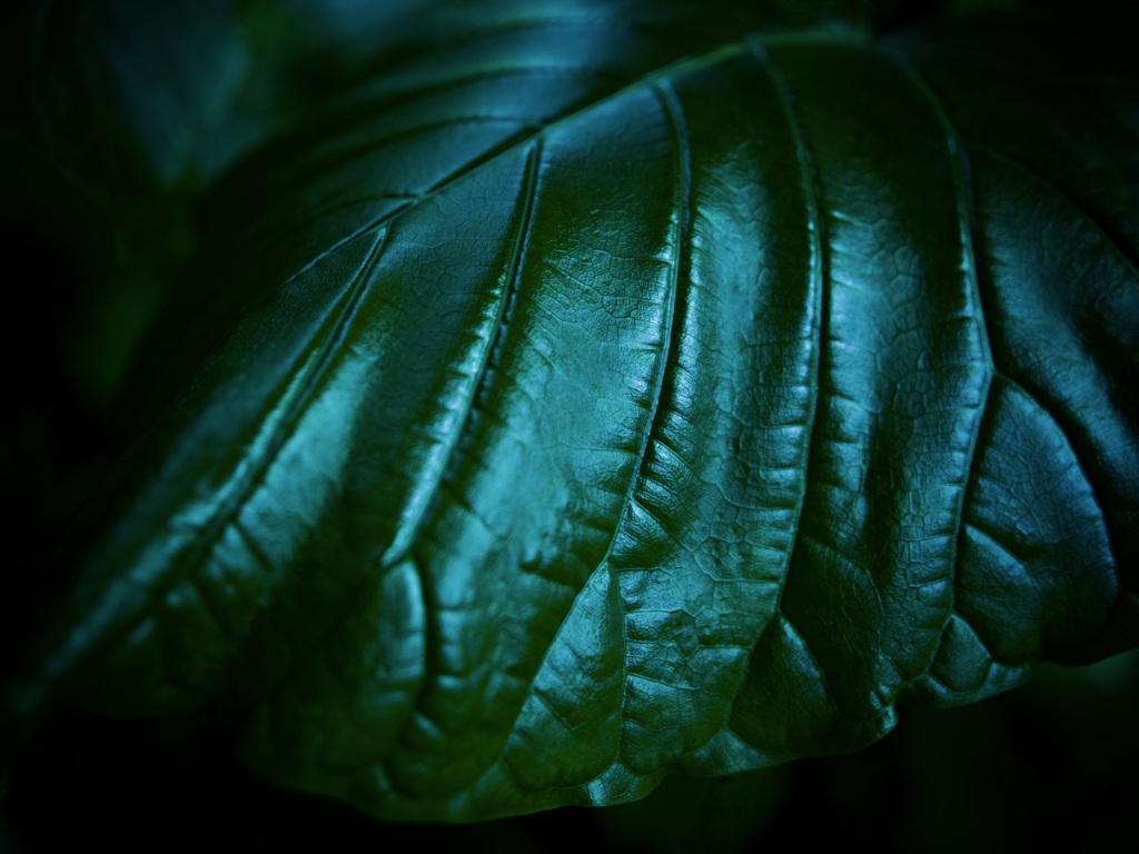 温室内の植物