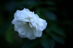 可憐なうつむき