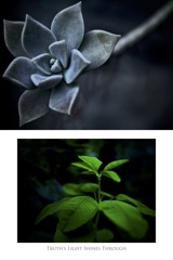 温室内の植物（組み写真）