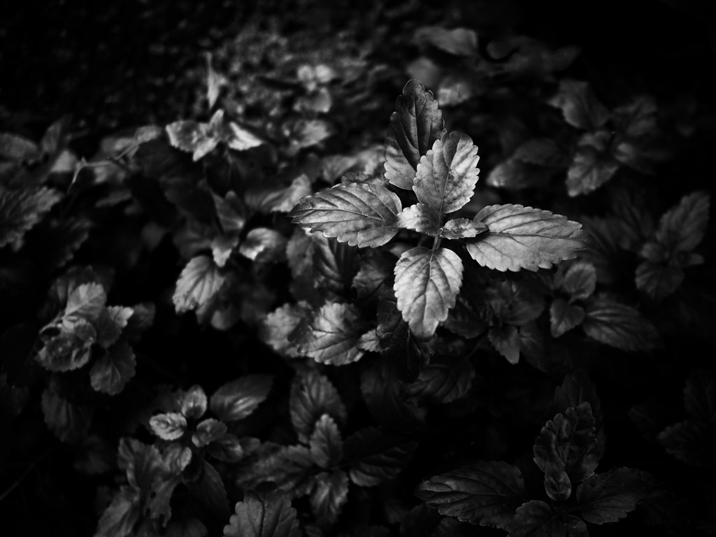 温室内の植物（モノクロ）