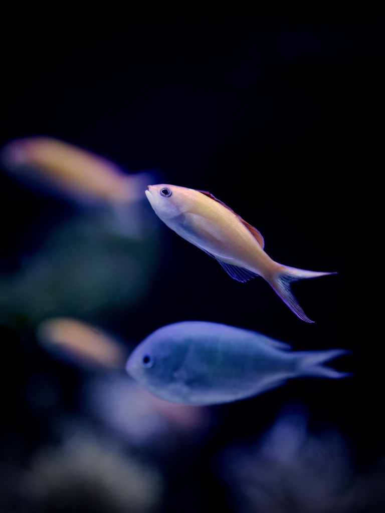 アクアリウムの生き物