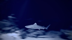 サメ・ツマグロ