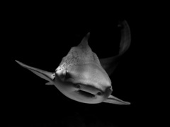 サメ・トラフザメ