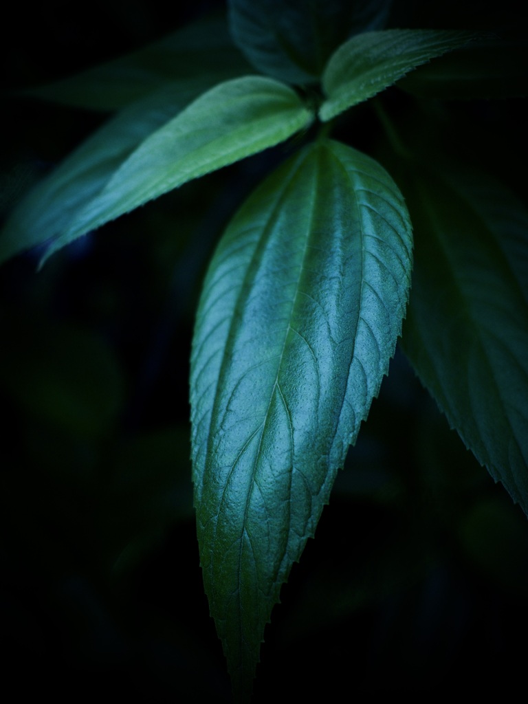 温室内の植物