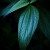 温室内の植物