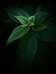 温室内の植物