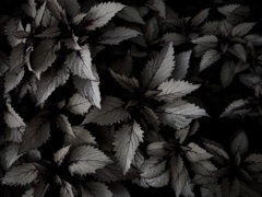 コリウス