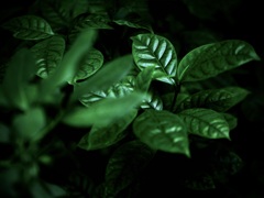 温室内の植物